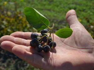 Süper Meyve Aronya Üretimi Türkiye’de Günden Güne Artıyor