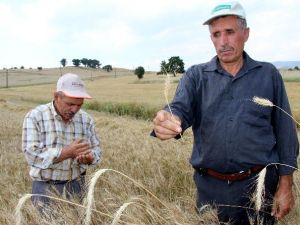 Buğdayda Bu Yıl Hem Rekolte Hem De Kalite Düşük