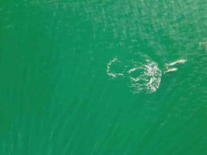 Yunusların En Doğal Gösterisi