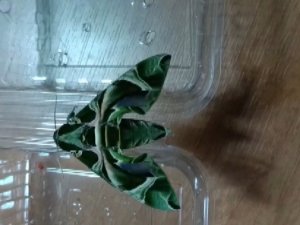 Ender Rastlanan ’Mekik Kelebeği’ İ̇zmir’de Görüntülendi