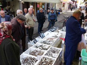 Karadeniz’de Palamut Bolluğu: Balıkçılarda Kuyruk