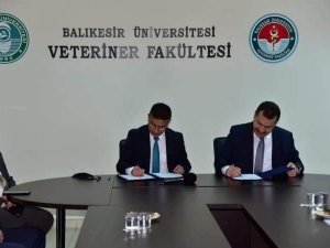 Baün’de "Damızlık Koç Üretim Merkezi" Kuruluyor