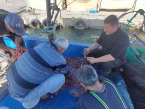 Karadeniz’de Palamut, Marmara’da Karides