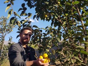 Yanlışlıkla İlçeyi Cennet Hurmasıyla Tanıştırdı