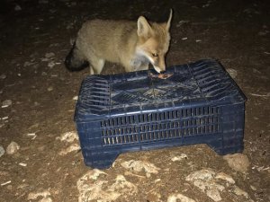 Tilkiyi Fıstıkla Beslediler