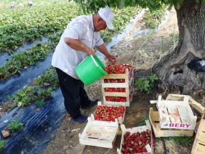 Batman’da Çilekte Yılın Son Hasadı