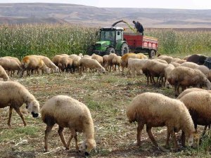 Yozgat’ta Yem Bitkisi Üretiminin Artırılması Amaçlanıyor