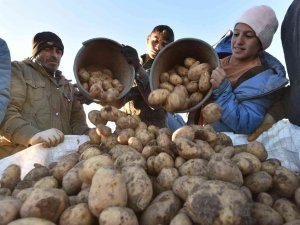 Türkiye’nin Patates İhtiyacının Yüzde 9’unu Ahlat Karşılıyor