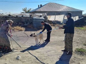 Çocukları Yaralayan Sokak Köpeklerine Kuduz Aşısı Yapıldı