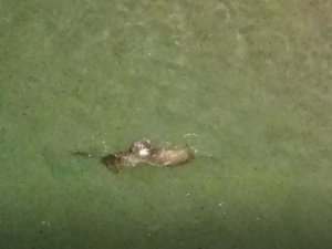 Koruma Altındaki Su Samurlarının Yüzme Keyfi