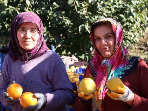 Bilecik Ülkemizin ’Cennet Hurması’ İhtiyacının Yüzde 35’ini Karşılıyor
