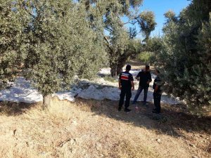 Zeytin Hırsızı Jandarmaya Yakalandı