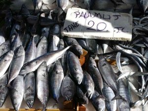 Karadeniz’de Palamut Avcılığının 15 Gün Daha Sürmesi Bekleniyor