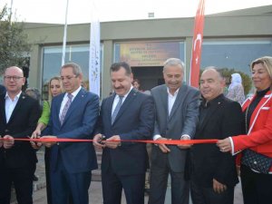 Ayvalık 17.uluslararası Zeytin Hasat Festivali Zeytin Galerisi Açılışı Ve Hasat Yürüyüşü İle Start Aldı