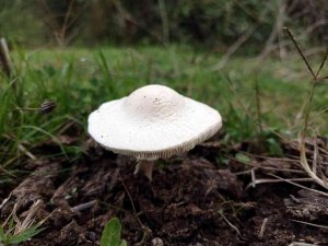 Mantardan Zehirlenmeler Arttı, Valilik Uyardı