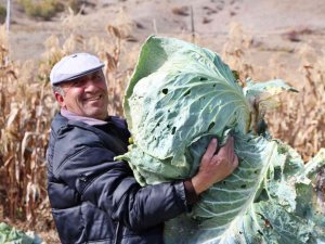 40 Kiloluk Lahanalar Şaşkına Çeviriyor