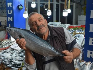 Sinop’ta 5-7 Kilogram Arası Torikler 700 Tl