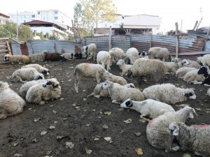 İ̇lkadım’da Zabıtadan Ahırlara Denetim