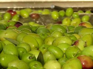 735 Bin Ton Sofralık Zeytin Üretimi İle Dünya Rekoru Türkiye’nin