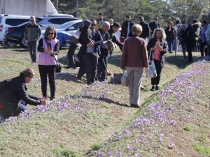 Safran Tarlaları Üç Haftada 60 Bin Ziyaretçiyi Ağırladı