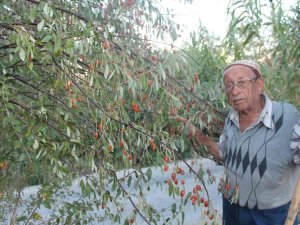 Şifa Kaynağı İğdenin Hem Tüketimi Hem De Ağaç Sayısı Azalıyor