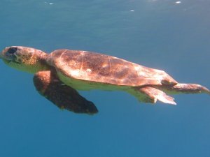 Datça’da Oltaya Caretta Caretta Takıldı