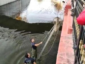 Başkentte Kanalizasyona Düşen Kediyi İtfaiye Ekipleri Kurtardı
