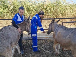 Kesilmekten Kurtarıldılar, Rahata Kavuştular