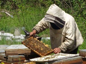 Çiftçi: “Sahte Ballar Arıcılık Sektörünü Tehlikeye Düşürüyor”