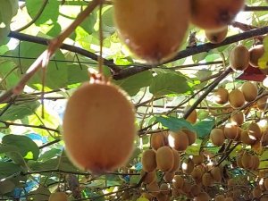 Giresun’da Bu Defa Fındık Değil Kivi Hasadı Hazırlıkları Başladı