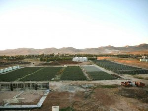 Şehir Ekonomisine 900 Bin Fidanlık Katkı