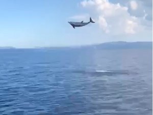 Muğla’da Yunuslardan Görsel Şölen