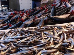 Hamsi İhracatında Geçen Yıla Göre Yarı Yarıya Düşüş