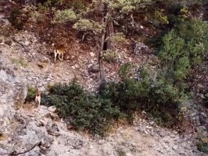 Dağ Keçisi Sürüsü Dron İle Görüntülendi