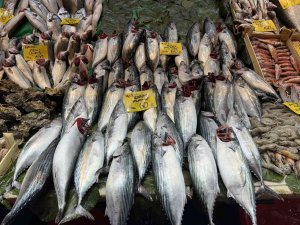 Tezgahlarda Balık Bolluğu Devam Ediyor