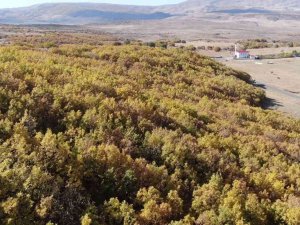 Bingöl’de Sonbahar Güzelliği