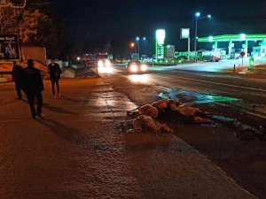 Otomobil Koyun Sürüsüne Daldı