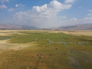 Havadan Görüntülenen Meralar Ve Beslenen Hayvanlar Eşsiz Görüntüler Ortaya Çıkarttı