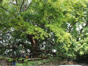 10 Bin Anıt Ağaç Koruma Altında