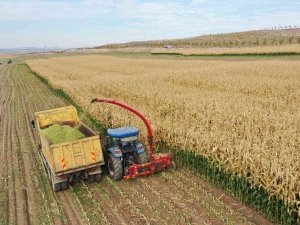Tarım Kampüsü’nde Yetiştirilen Silajlık Mısır Hasadı Yapıldı
