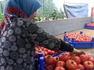 2 Bin 500 Nüfuslu Köyün Yüzde 90’ı Tarımla Uğraşıyor, Hasat Zamanı Çevre Köylerden İşçi Alıyor