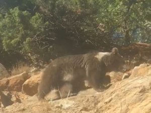 Boz Ayının Kış Uykusu Öncesi Son Gezintisi