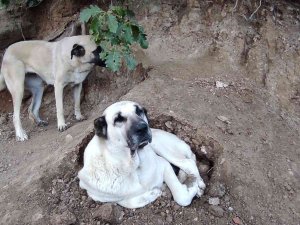Sular Altında Kalacak Olan İlçedeki Sokak Hayvanları İçin Gönüllüler Harekete Geçti