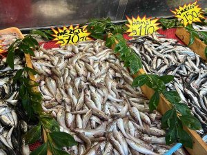 Denizlerde Palamut Bol, Sezon Devam Ediyor