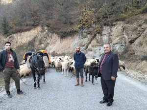 Yaylalarda Çobanların Sürüleriyle Göçü Başladı