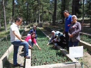 Ormancı Kadınlar Fidanları Bebek Gibi Büyütüyor