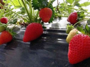 Vali Hanım Çileğinden 33 Milyon Tl Gelir