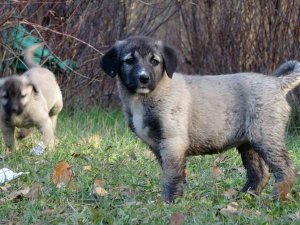 Anadolu Aslanlarıyla Terapi Niteliğinde Doğa Gezisi