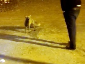 Aç Kalan Tilki Yayla Esnafına Sığındı