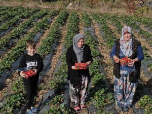 Köylü Kadınların Hayatı Bir Fide İle Değişti...köyün Tamamı 7 Ay Çilek Üretiyor